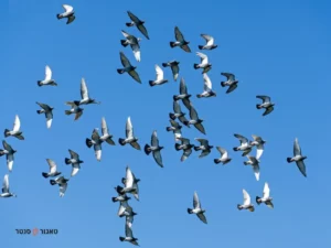 הרחקת יונים לצמיתות