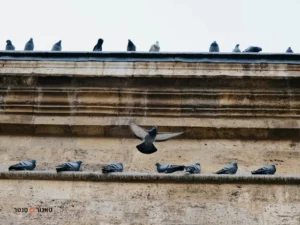 שיטות להרחקת יונים