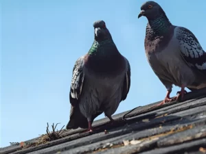 הרחקת יונים אקונומיקה