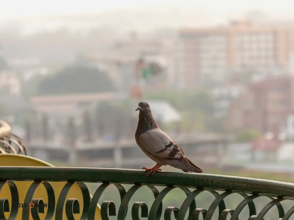 הרחקת יונים מהמרפסת