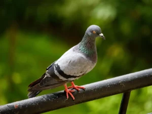 הרחקת יונם מחירים