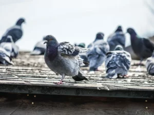 מכשירים אולטרסוניים להרחקת יונים הפולטים תדרים גבוהים