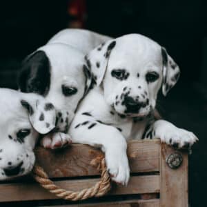 ציוד לכלבים