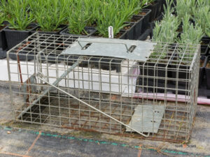 מלכודת עכברים הומנית